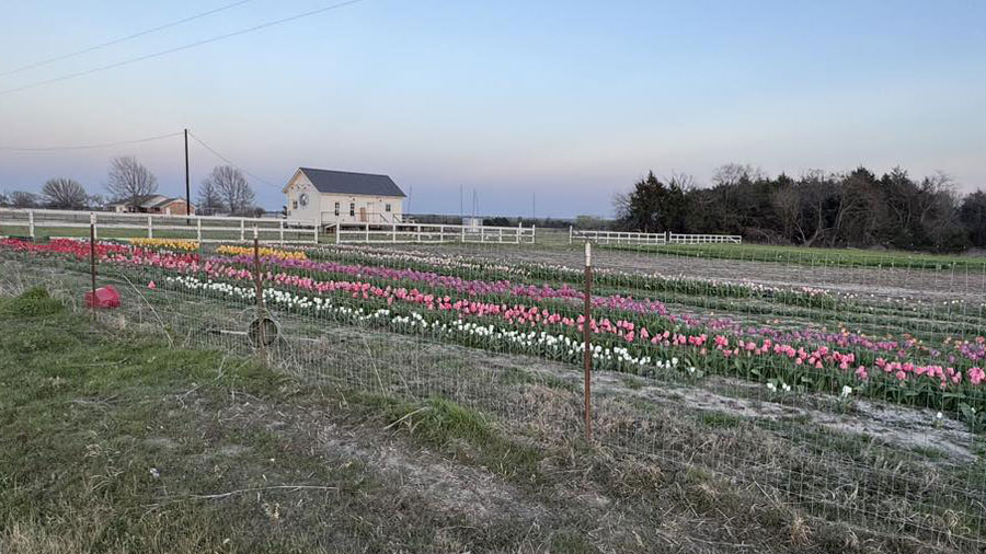 Tulip fields