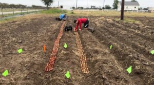 two men planting tulips